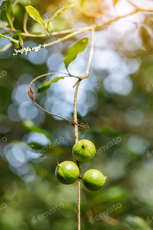 Preview: Macadamia nuts ready for harvesting