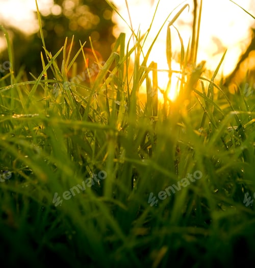 Preview: Grass Sunrise Beam