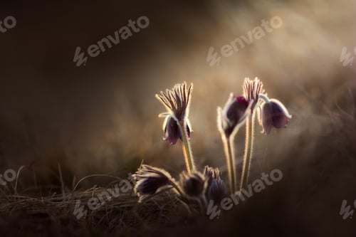 Preview: Black pasque flowers - Pulsatilla pratensis in early morning lights