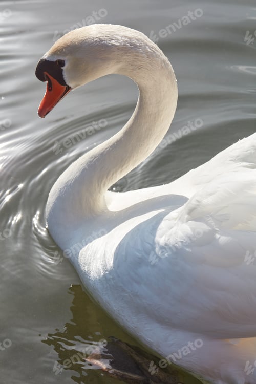 Preview: White swan close up in a sunny day