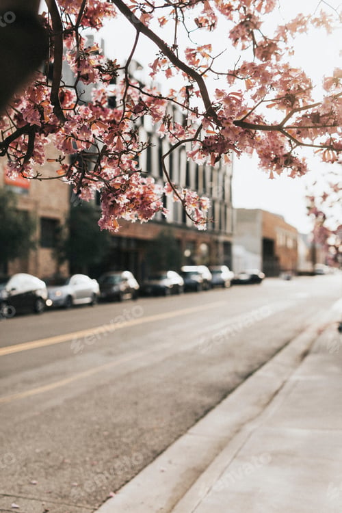Preview: Quiet road in a neighborhood of Los Angeles