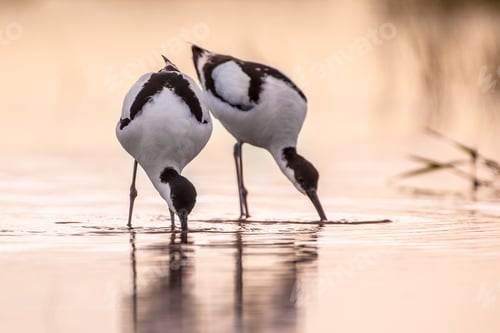 Preview: Couple of foraging pied avocet