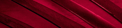 Preview: red feather pigeon macro photo. texture or background