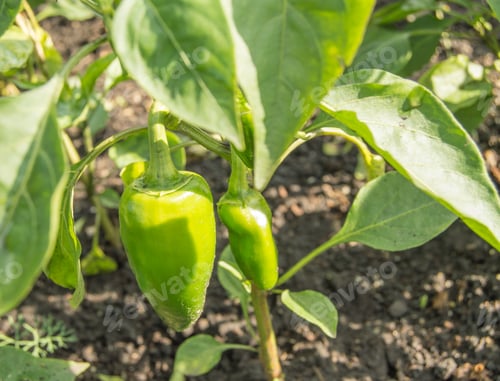 Preview: Green sweet pepper grows in the ground in the garden, the concept of growing organic vegetables