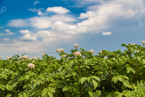 Preview: Blossoming of potato fields, potatoes plants with white flowers growing on farmers fiels