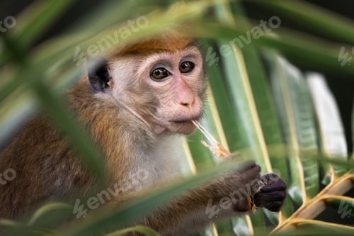 Preview: Close-up Portrait of a Young Monkey With Food on Palm Tree