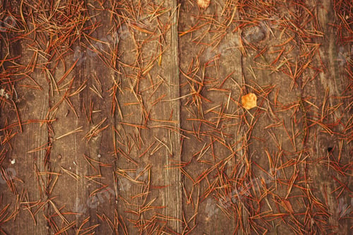 Preview: Autumn golden background. dried spruce needles on a wooden background.
