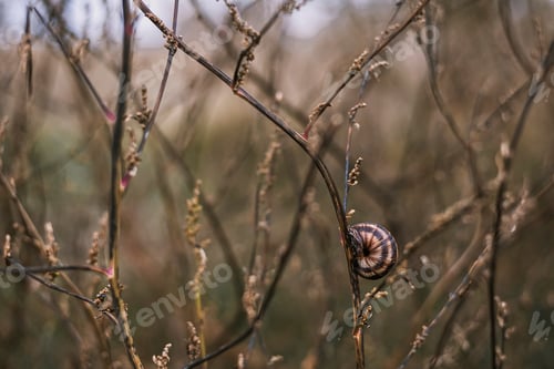 Preview: neutral color palette. Snail attached to a branch. natural background
