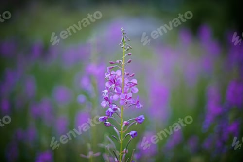 Preview: Herbal background of blooming sally