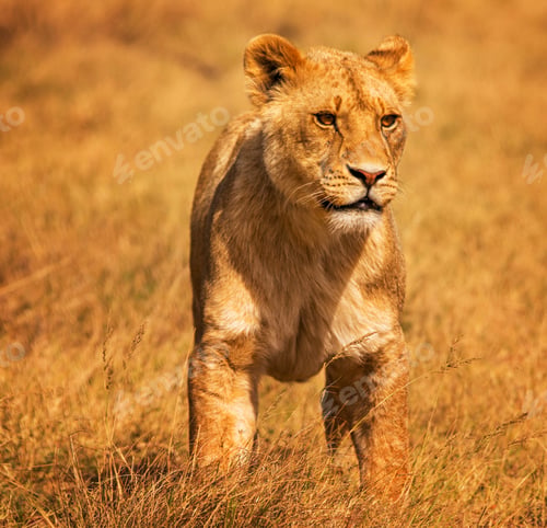 Preview: A Beautiful Wildlife photography pictures