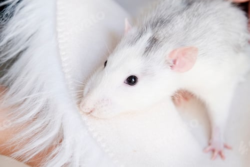Preview: white pet rat on fluffy rug