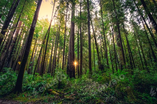 Preview: Sunrise In The Redwoods, Redwoods National & State Parks, California