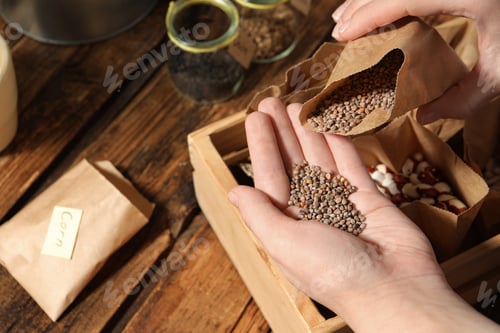 Preview: Woman pouring radish seeds from paper bag into hand, closeup. Vegetable planting