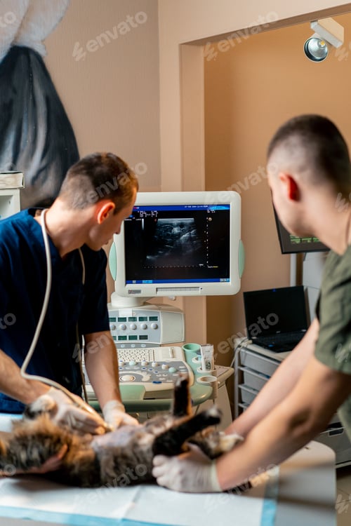 Preview: veterinary clinic a veterinarian doctor looks at an ultrasound scan of a cat's belly assistants hold