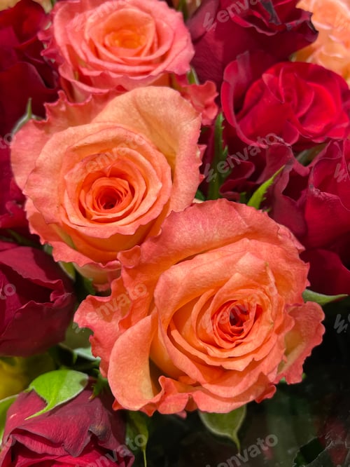 Preview: Roses