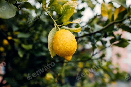 Preview: Man hand holding fresh lemon with dewdrops hanging on the branches