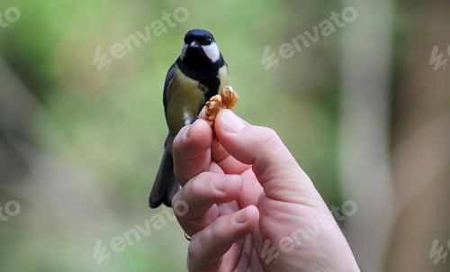 Preview: Birds