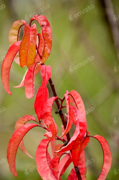 Preview: red autumn leaves on the tree.