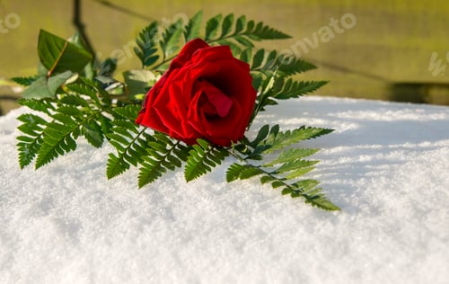 Preview: red rose in snow