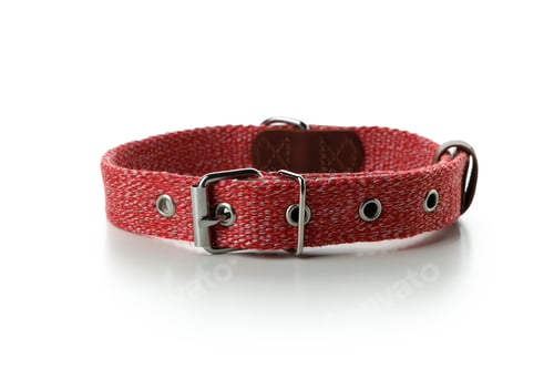 Preview: Red pet collar isolated on white background