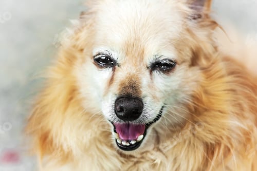 Preview: Portrait of smiling senior dog. Ginger cute dog with watering eyes and laughing mouth.