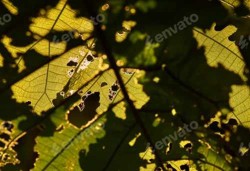 Preview: Missing pest bite on the green leaf