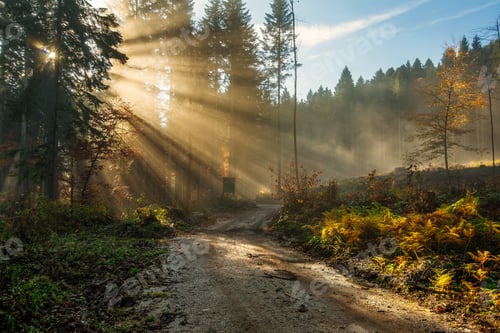 Preview: Golden rays of sunlight falling into a misty forest