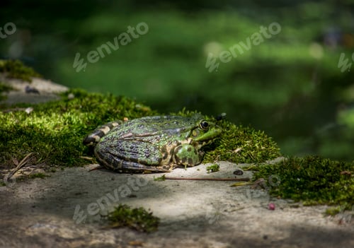 Preview: Green frog on the green moss outdoor, close up