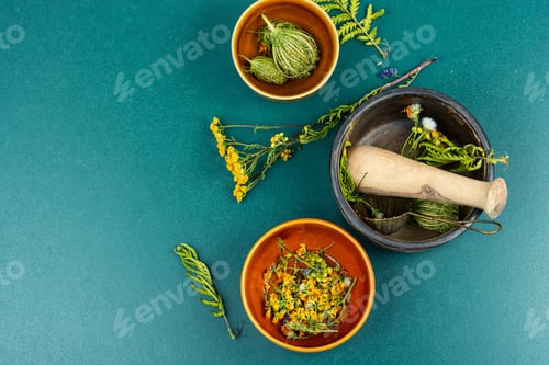 Visualização: Ervas medicinais e curativas