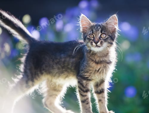 Preview: Kitty cat posing