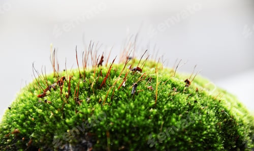 Preview: lush moist green moss close up