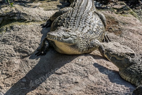 Preview: Crocodile warms up on a stone