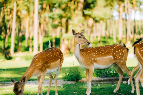 Preview: Red deer fallow deer majestically powerful animal in the forest. Animals in the natural forest.