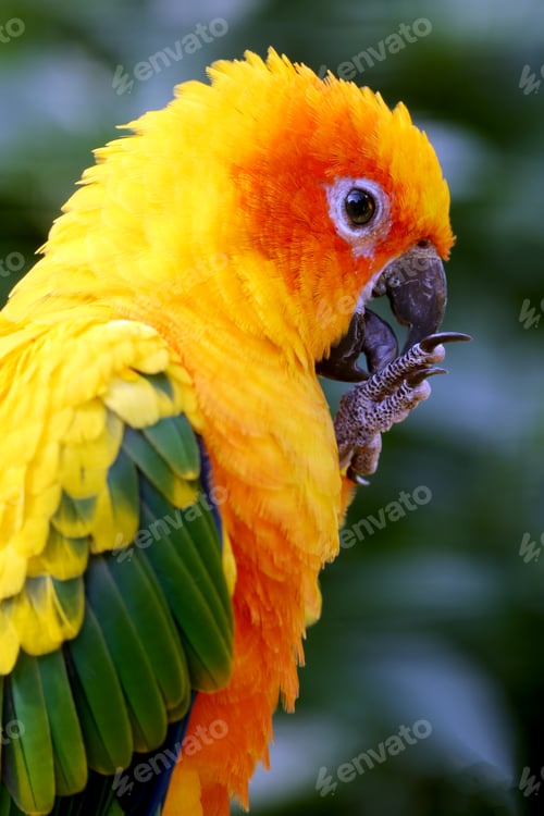 Preview: Sun parakeet (Aratinga solstitialis) close up view