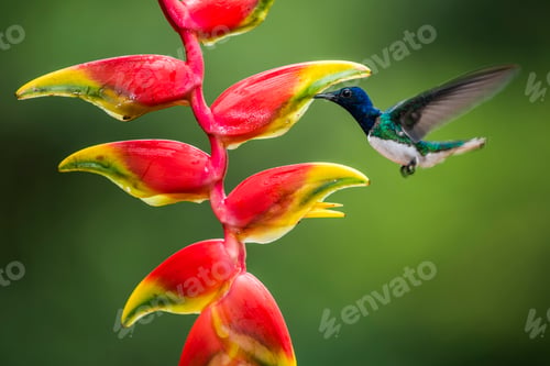 Preview: White-necked Jacobin (Florisuga mellivora aka Collared Hummingbird) Boca Tapada, Alajuela Province,