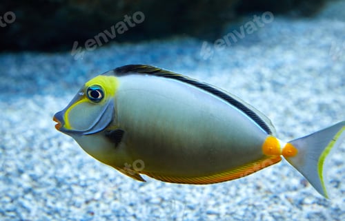 Preview: purdy fish swimming in marine aquarium