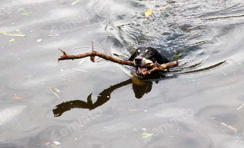 Preview: A dog swimming while carrying a stick in its mouth.
