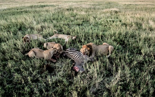 Preview: Male and female lions eating zebras in Serengeti National Park
