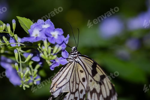 Preview: Closeup of a large tree nymph butterfly on leaves in a field with a blurry background