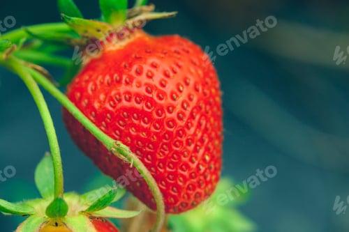 Preview: Strawberry field in the morning close up, no person