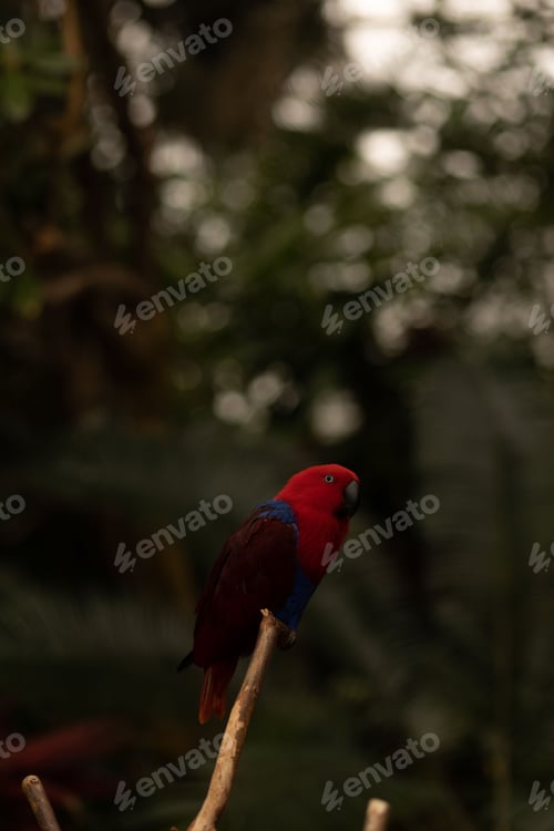 Preview: Vertical shot of a red eclectus parrot (Eclectus roratus) on a wooden stand