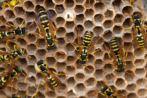 Preview: Wasps in a nest