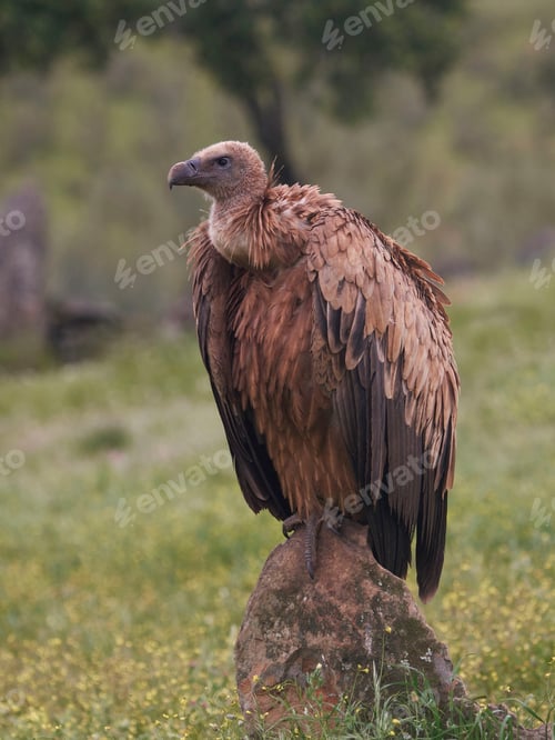 Preview: Griffon vulture (Gyps fulvus) in its natural enviroment