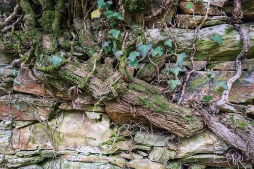 Preview: A thick and ancient ivy grows on an old wall