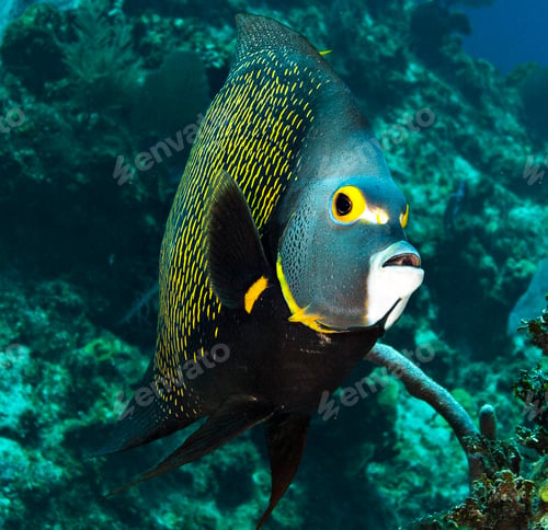 Preview: Colorful sea life underwater, shallow underwater seascape