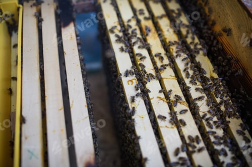 Preview: Top view of honeycomb frames in the hive