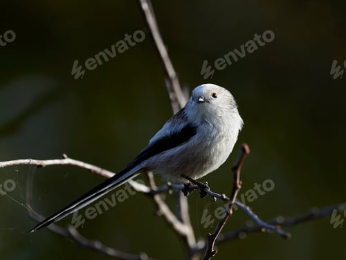 Preview: Long-tailed tit (Aegithalos caudatus)