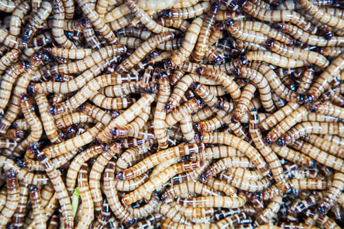 Preview: Worms