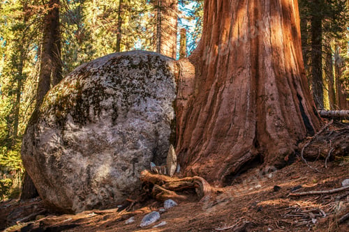 Preview: Sequoia Tree Rock Growing