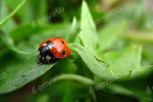 Preview: Ladybug on green leaves